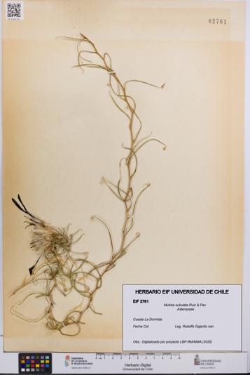 Mutisia subulata [Espécimen: UCH:EIF:0002761]