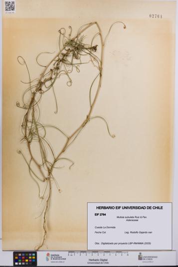 Mutisia subulata [Espécimen: UCH:EIF:0002764]