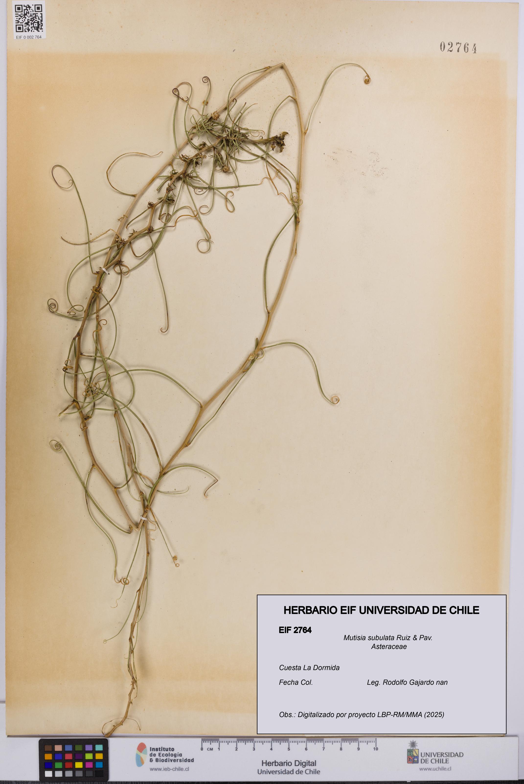 Mutisia subulata [Espécimen: UCH:EIF:0002764]