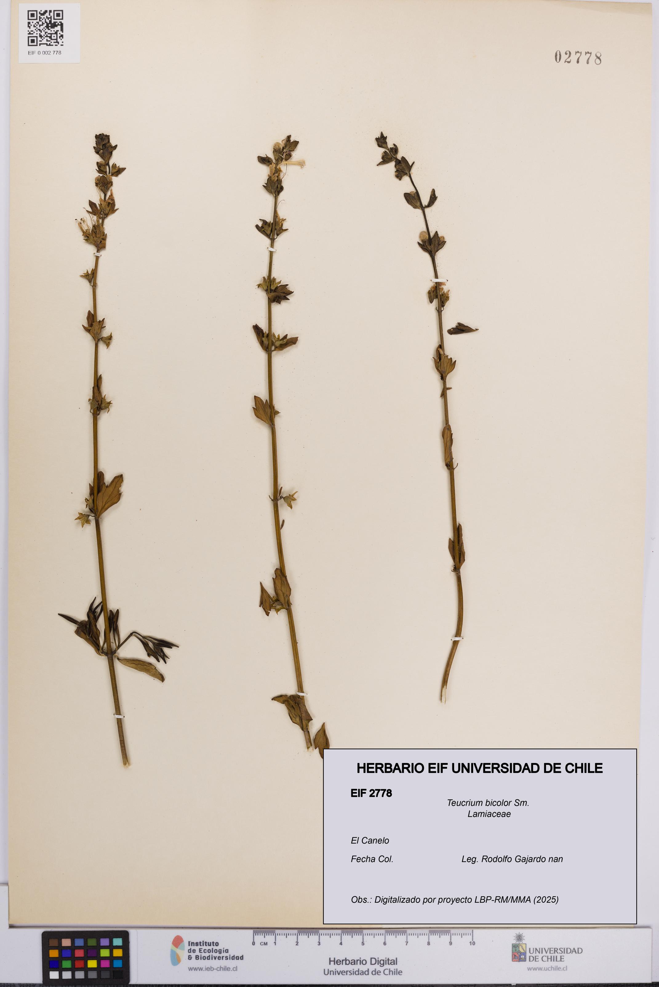 Teucrium bicolor [Espécimen: UCH:EIF:0002778]