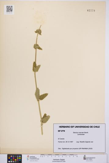 Stachys macraei [Espécimen: UCH:EIF:0002779]