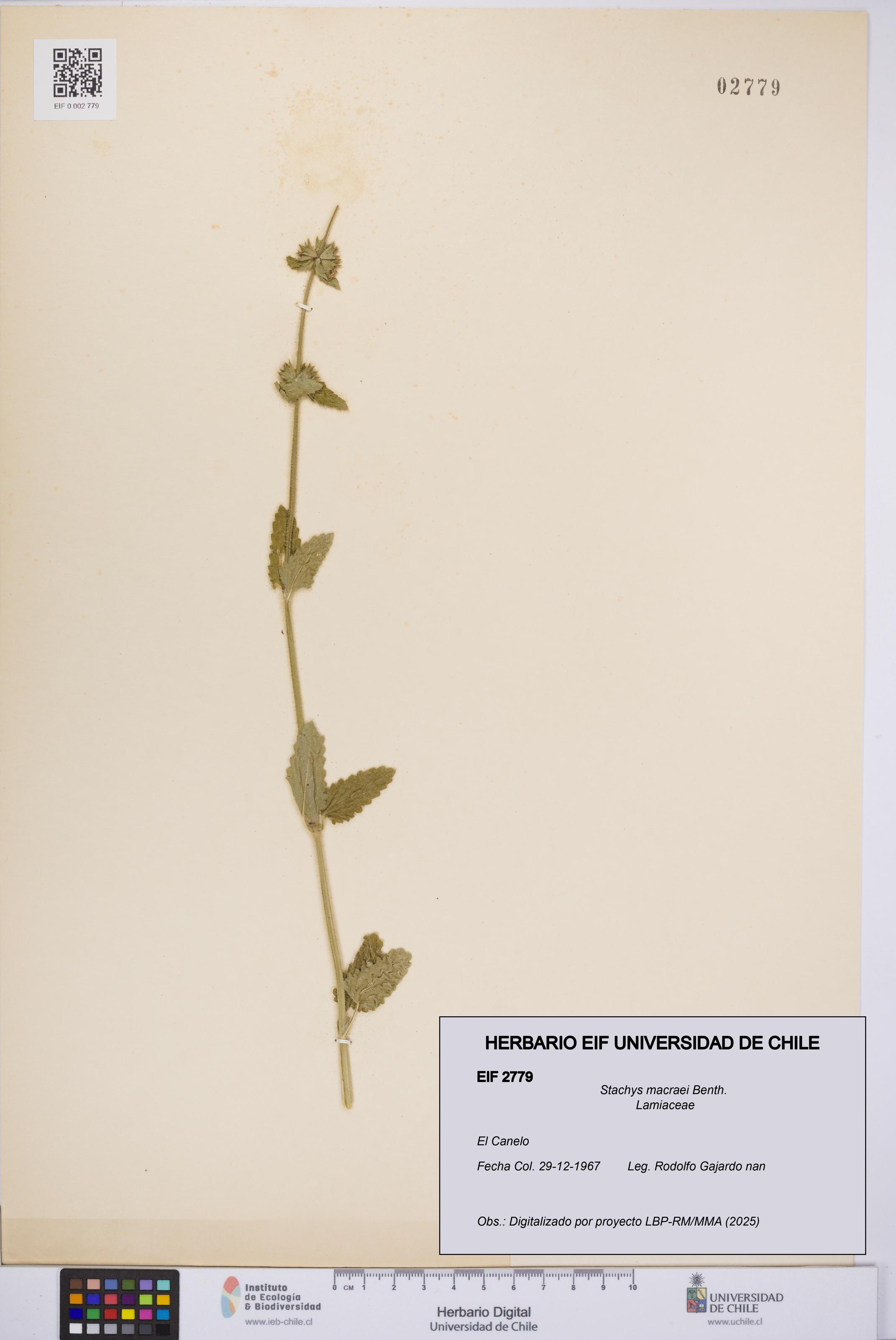Stachys macraei [Espécimen: UCH:EIF:0002779]