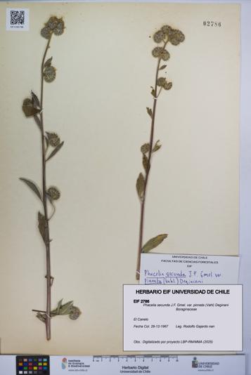 Phacelia secunda var. pinnata [Espécimen: UCH:EIF:0002786]