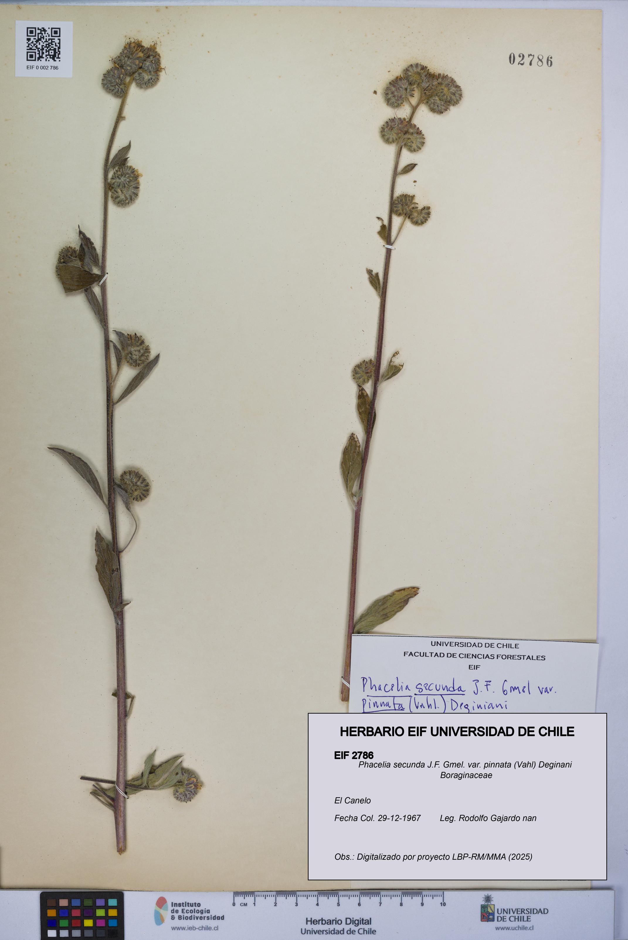 Phacelia secunda var. pinnata [Espécimen: UCH:EIF:0002786]