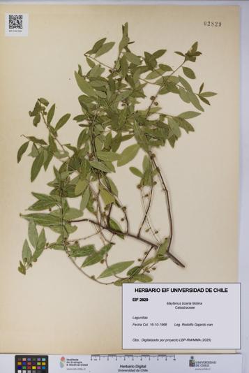 Maytenus boaria [Espécimen: UCH:EIF:0002829]