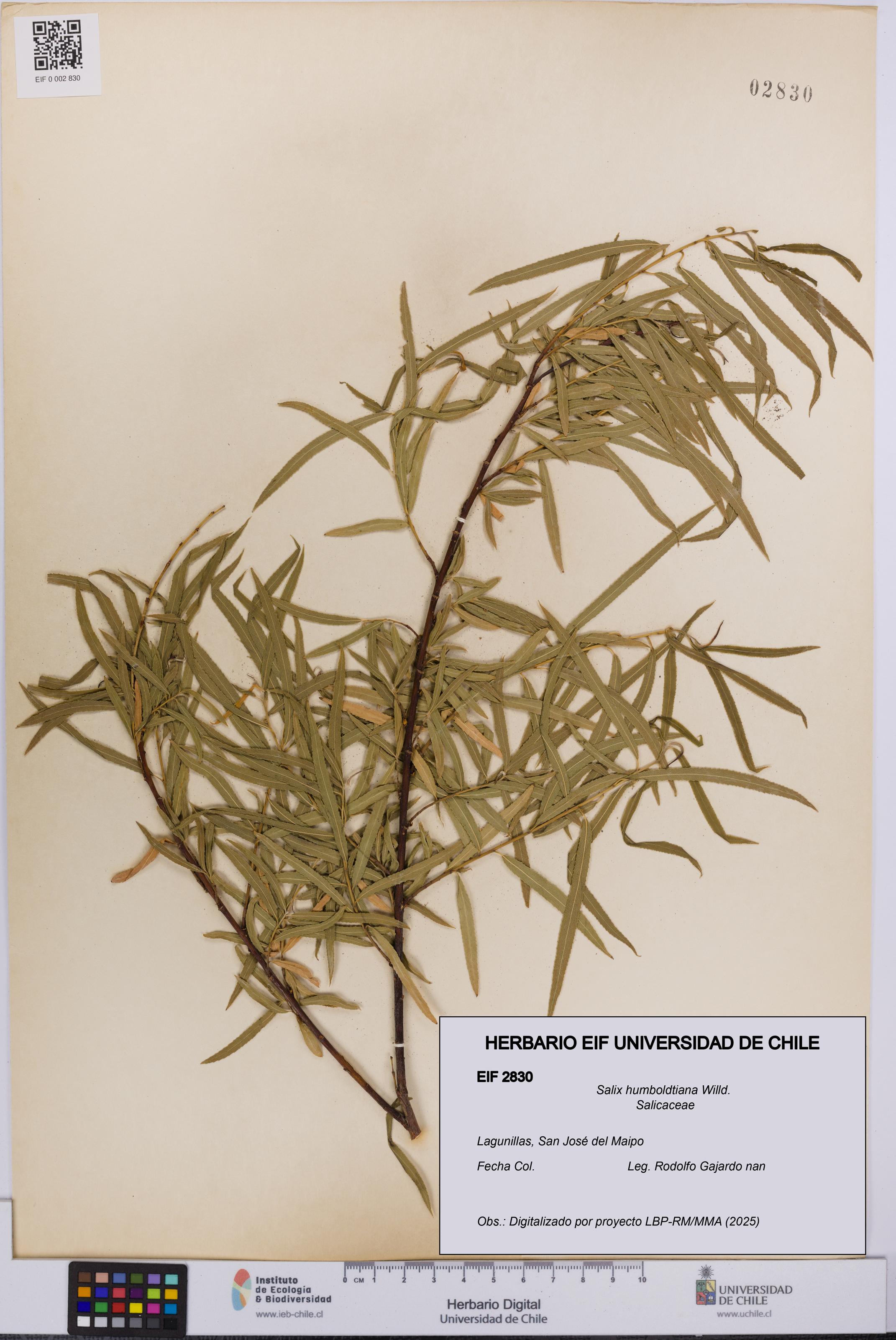 Salix humboldtiana [Espécimen: UCH:EIF:0002830]