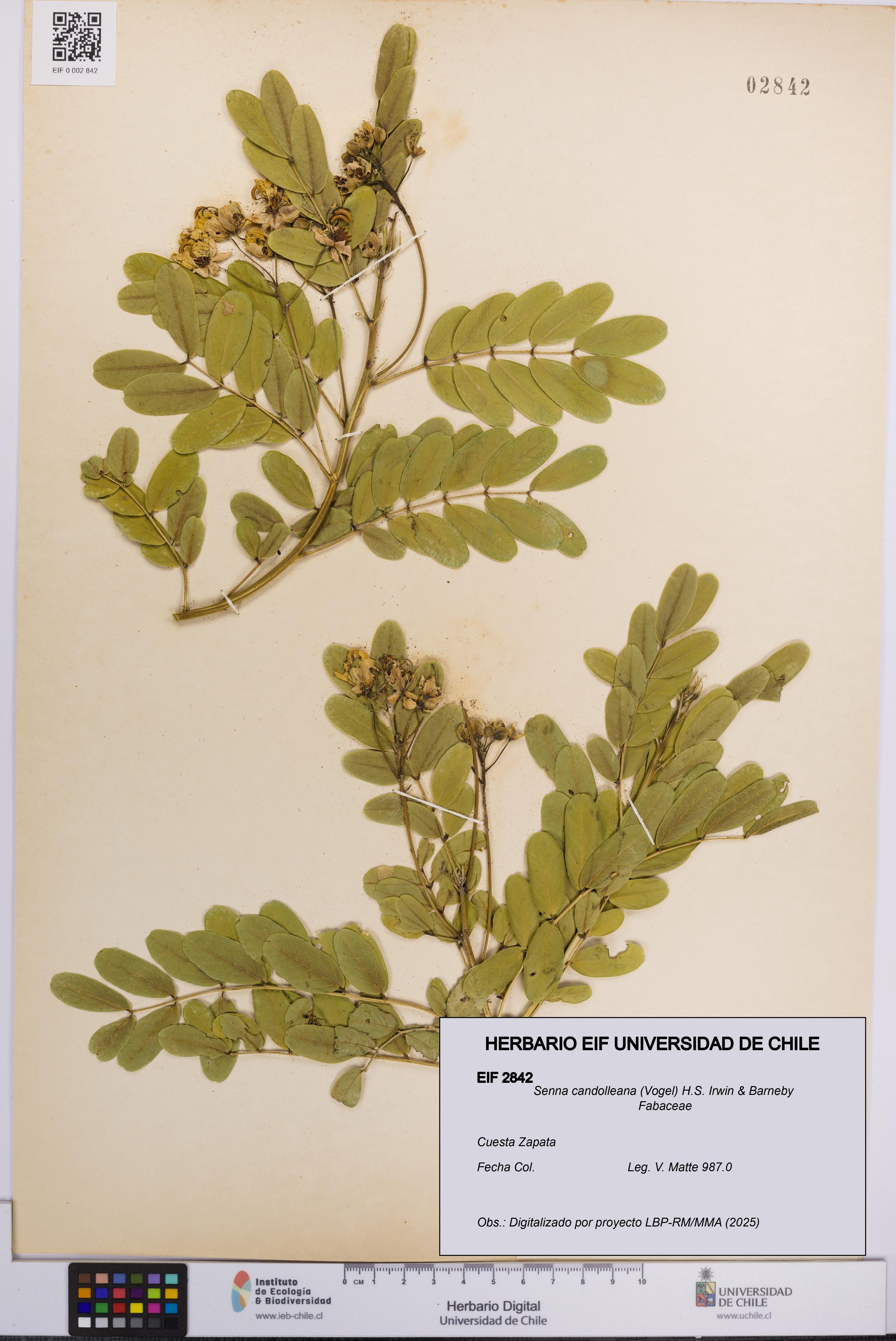 Senna candolleana [Espécimen: UCH:EIF:0002842]
