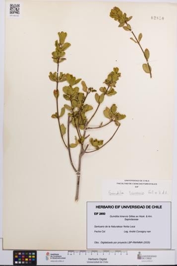 Guindilia trinervis [Espécimen: UCH:EIF:0002850]