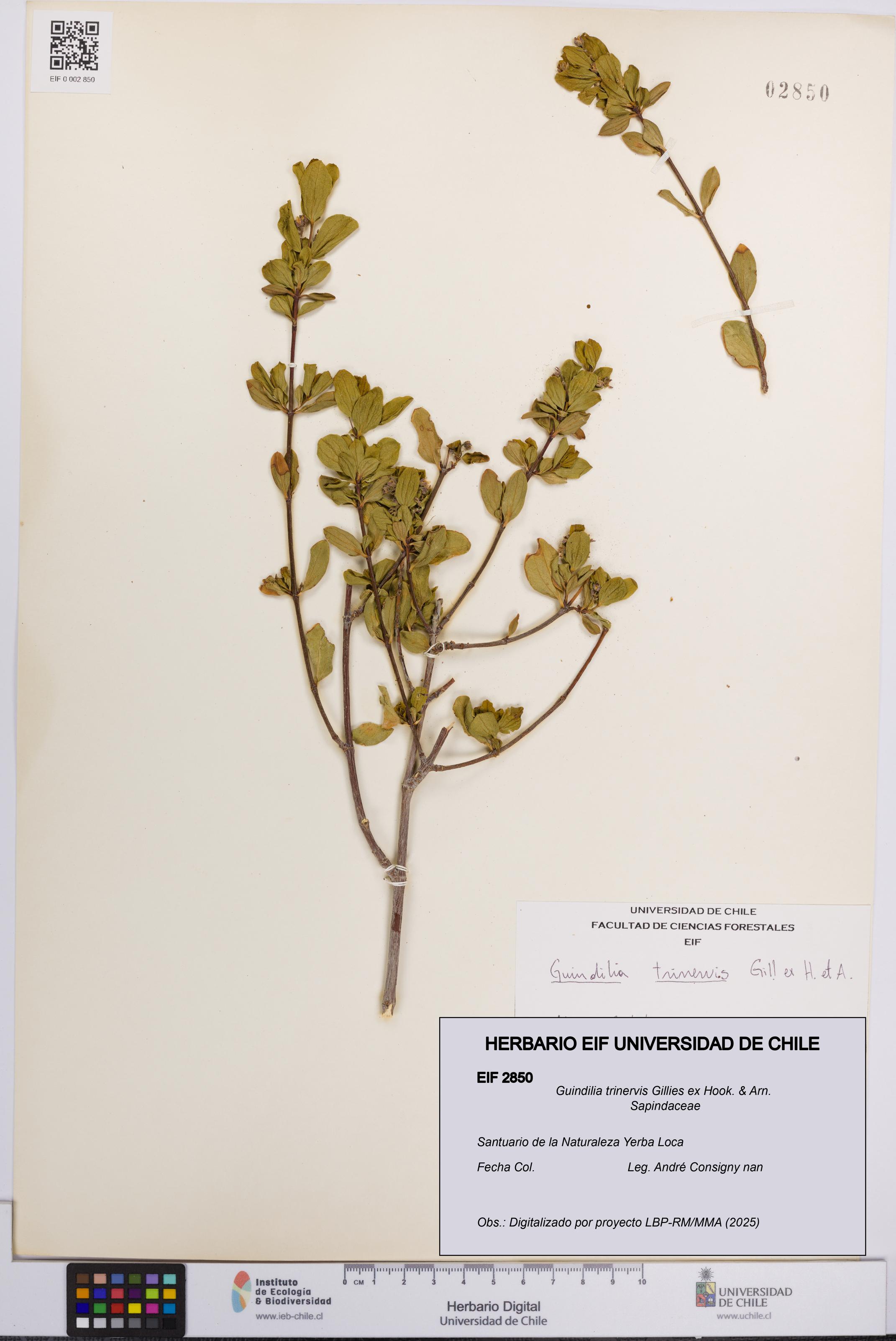 Guindilia trinervis [Espécimen: UCH:EIF:0002850]