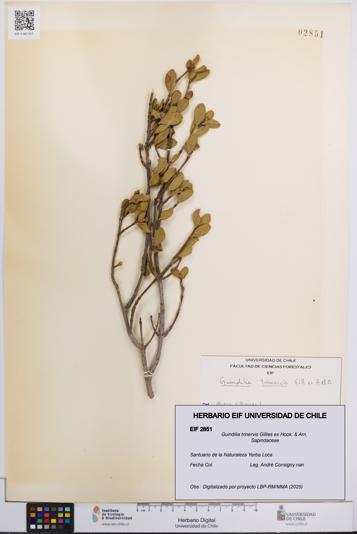 Guindilia trinervis [Espécimen: UCH:EIF:0002851]