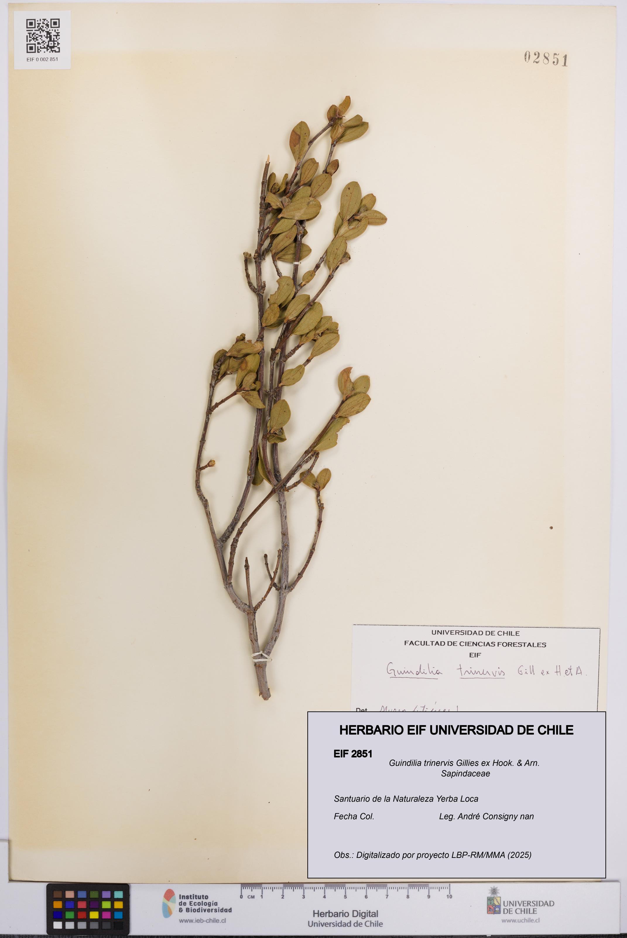 Guindilia trinervis [Espécimen: UCH:EIF:0002851]