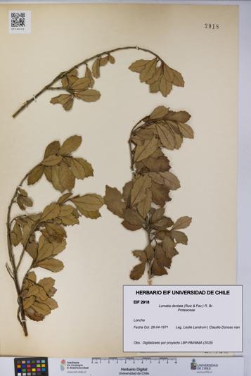 Lomatia dentata [Espécimen: UCH:EIF:0002918]