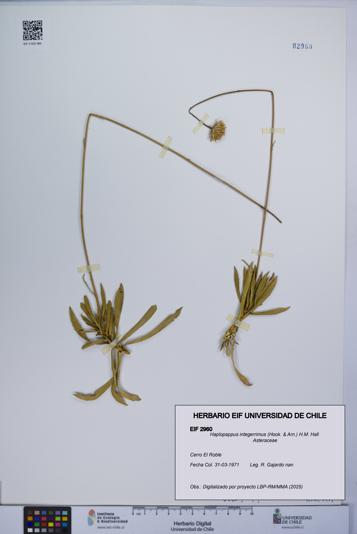 Haplopappus integerrimus [Espécimen: UCH:EIF:0002960]