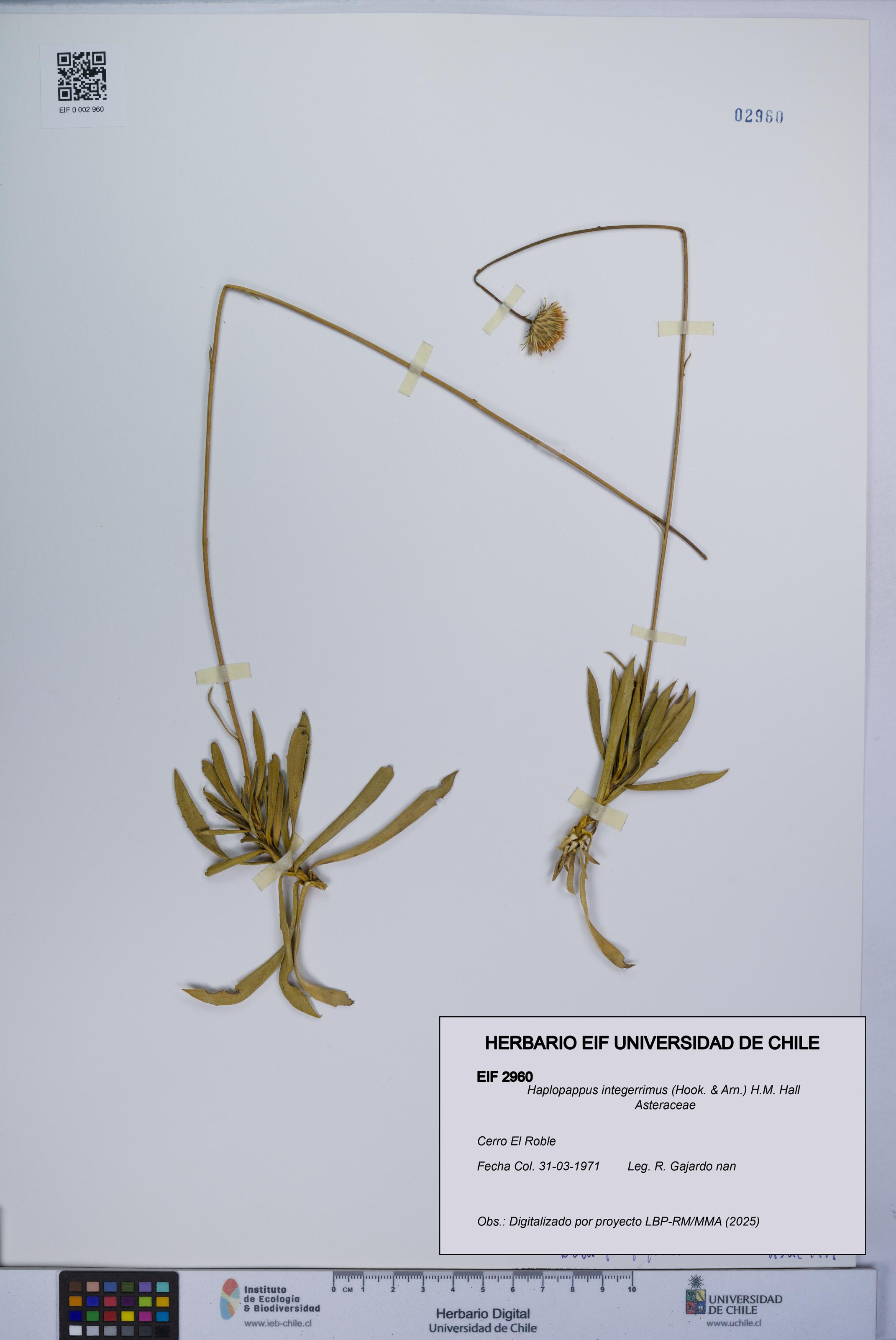 Haplopappus integerrimus [Espécimen: UCH:EIF:0002960]