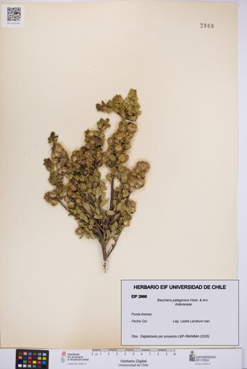 Baccharis patagonica [Espécimen: UCH:EIF:0002966]