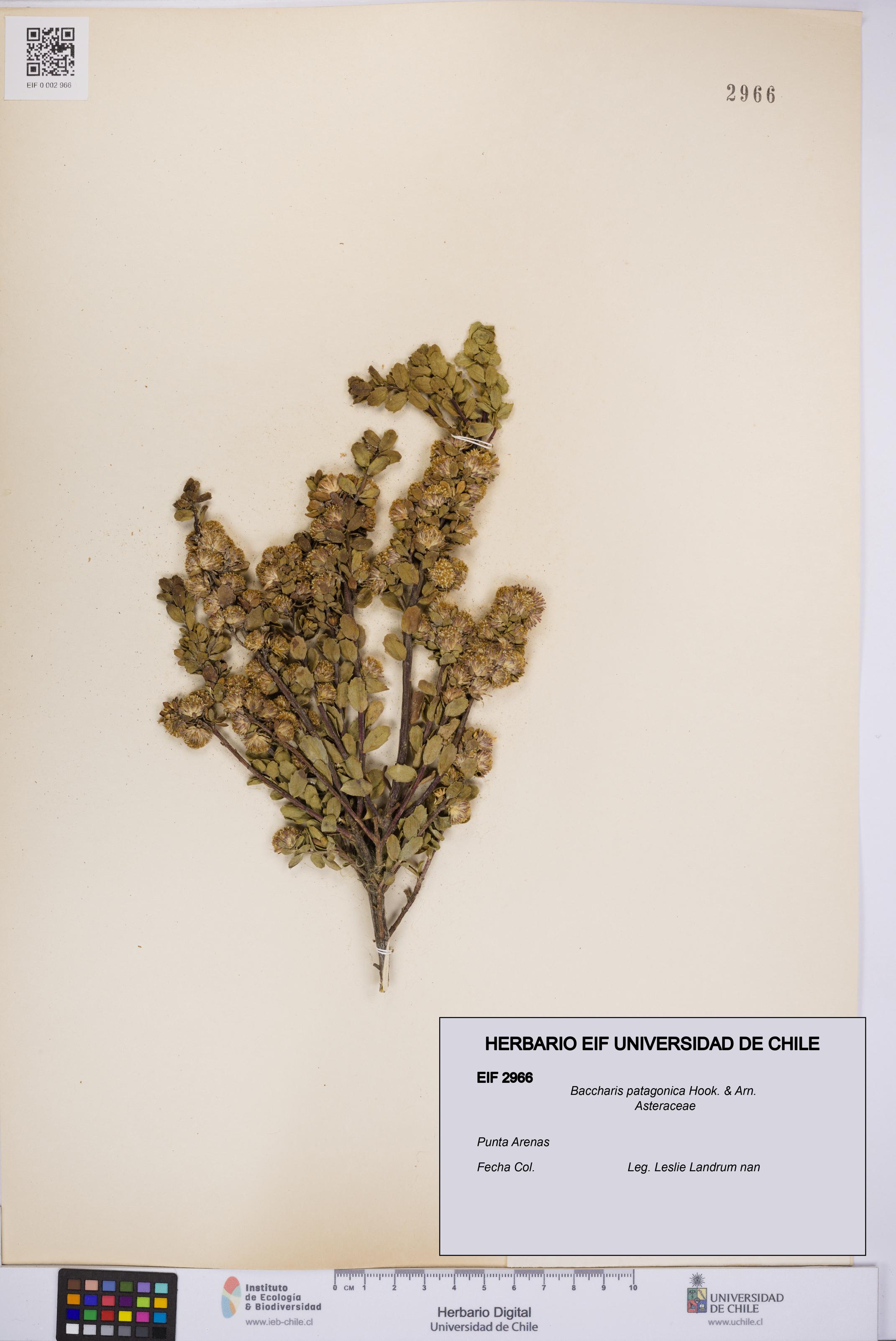 Baccharis patagonica [Espécimen: UCH:EIF:0002966]