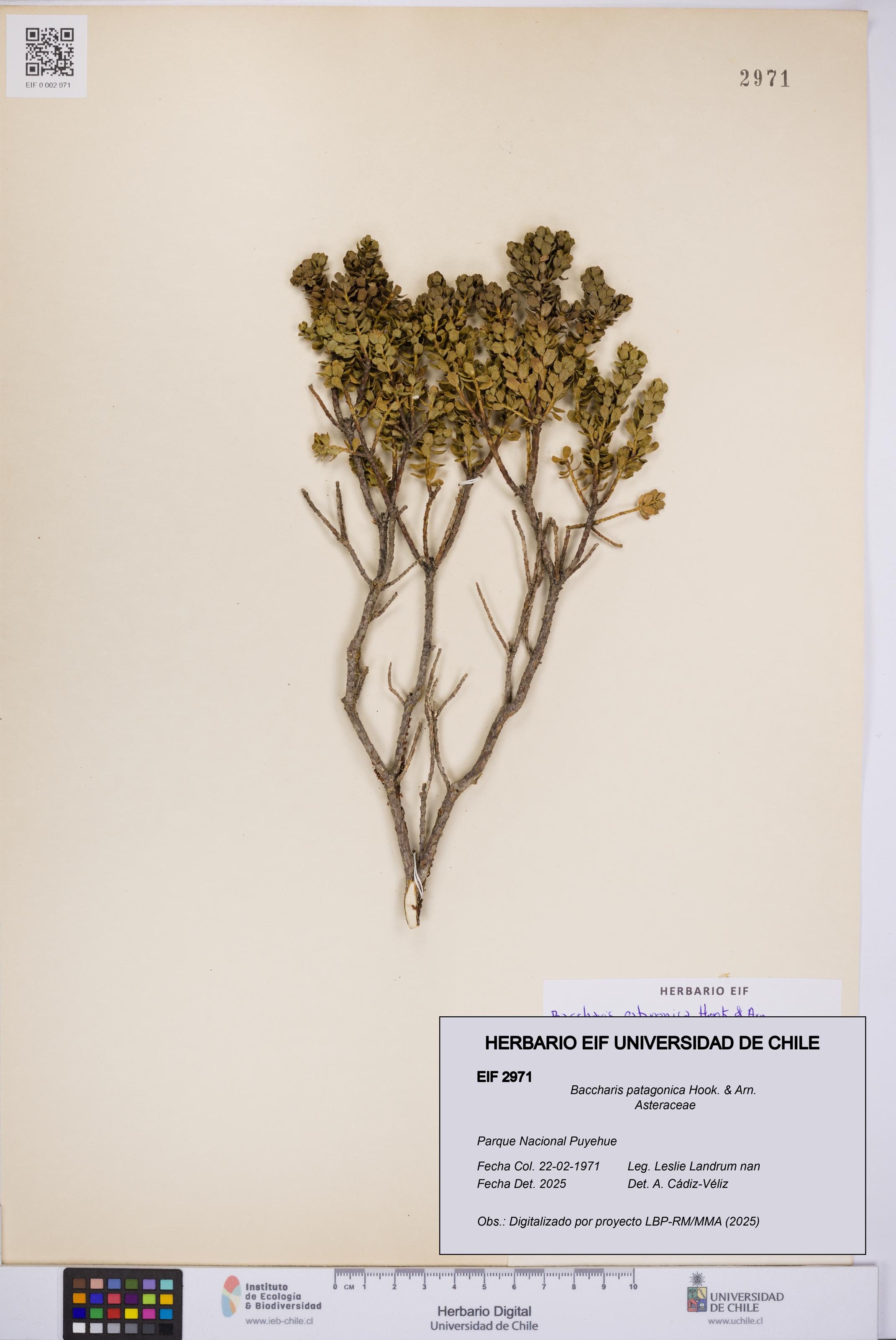Baccharis patagonica [Espécimen: UCH:EIF:0002971]