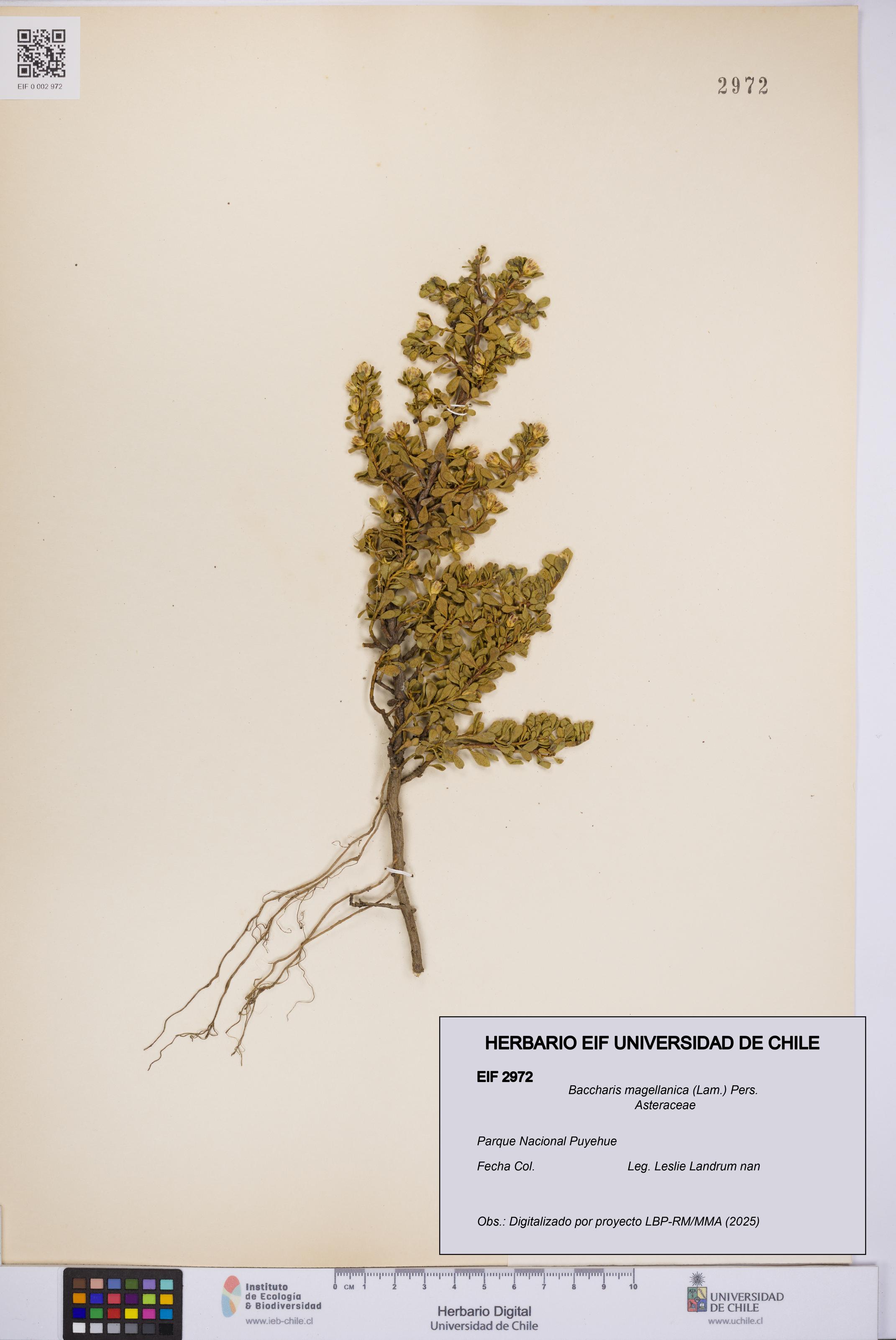 Baccharis magellanica [Espécimen: UCH:EIF:0002972]
