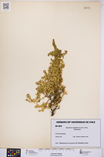 Baccharis magellanica [Espécimen: UCH:EIF:0002973]
