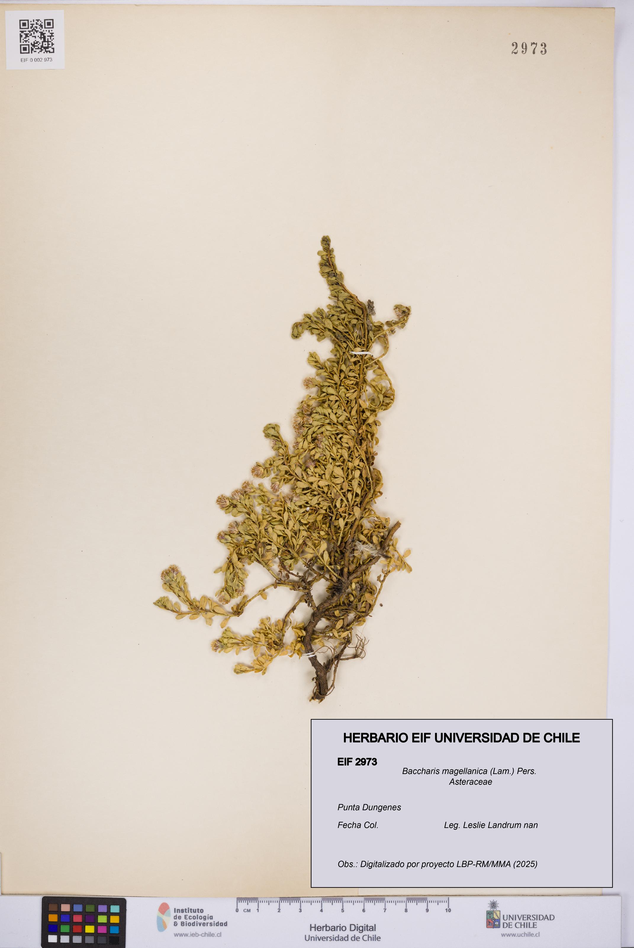 Baccharis magellanica [Espécimen: UCH:EIF:0002973]