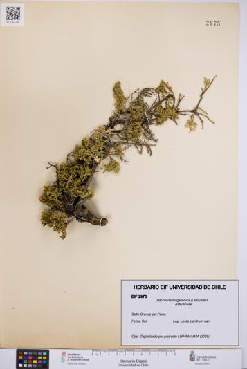 Baccharis magellanica [Espécimen: UCH:EIF:0002975]