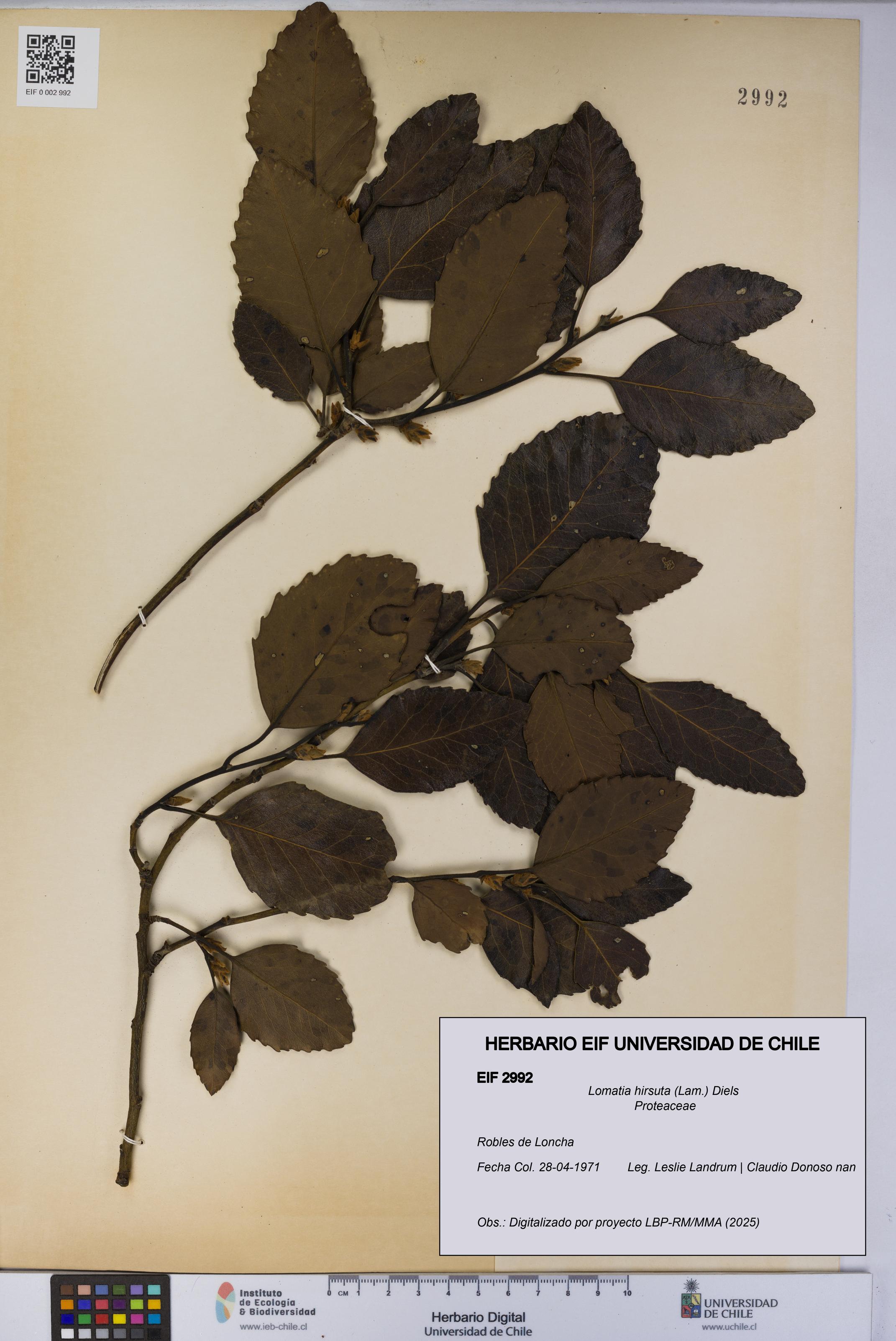 Lomatia hirsuta [Espécimen: UCH:EIF:0002992]