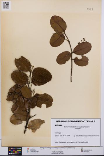 Beilschmiedia berteroana [Espécimen: UCH:EIF:0002993]