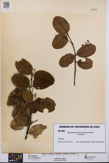 Beilschmiedia berteroana [Espécimen: UCH:EIF:0002993]