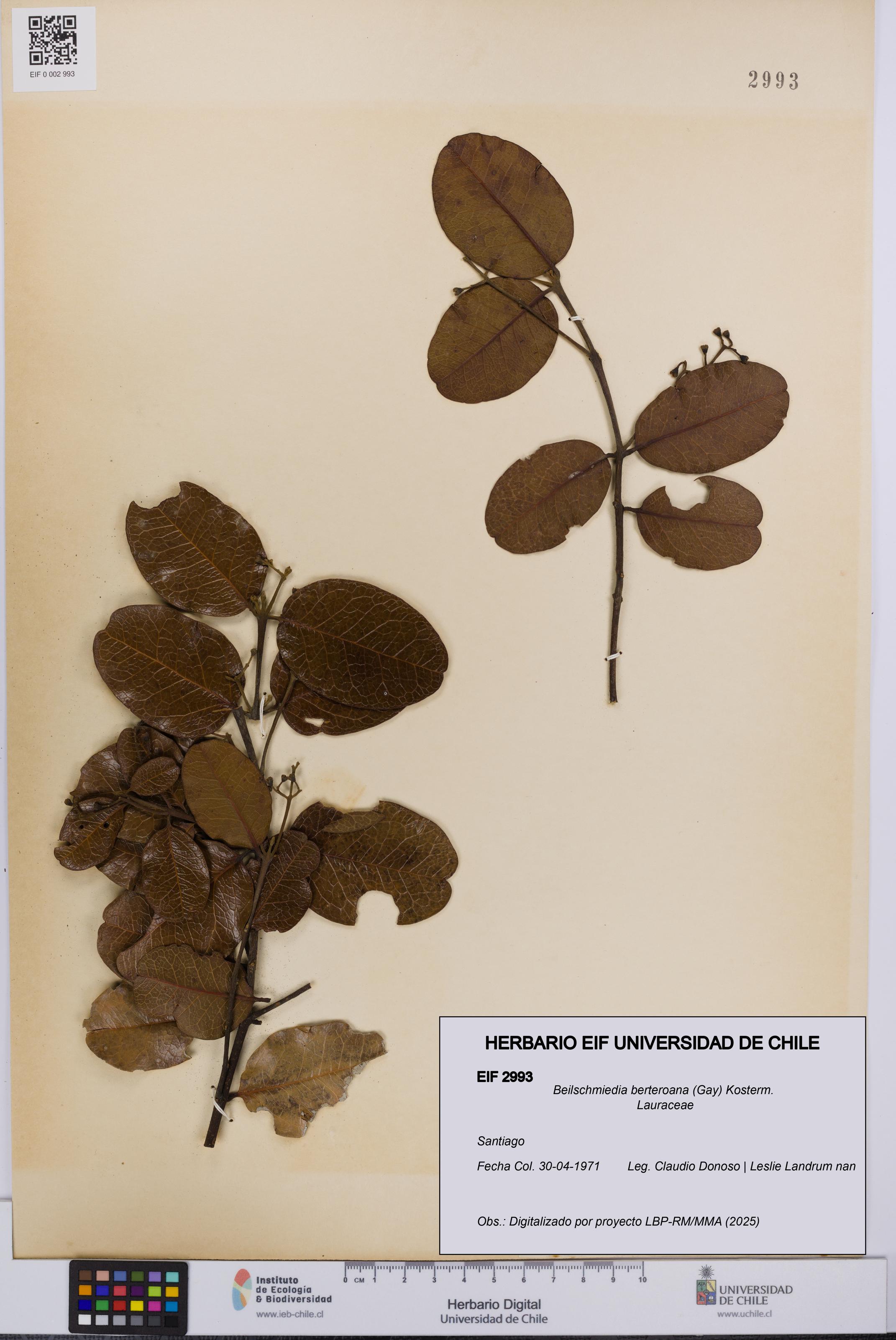 Beilschmiedia berteroana [Espécimen: UCH:EIF:0002993]