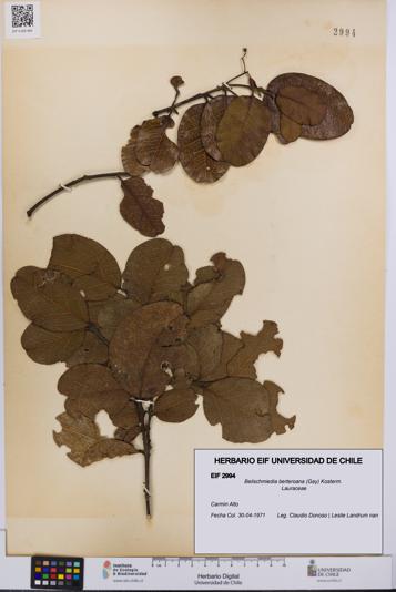Beilschmiedia berteroana [Espécimen: UCH:EIF:0002994]