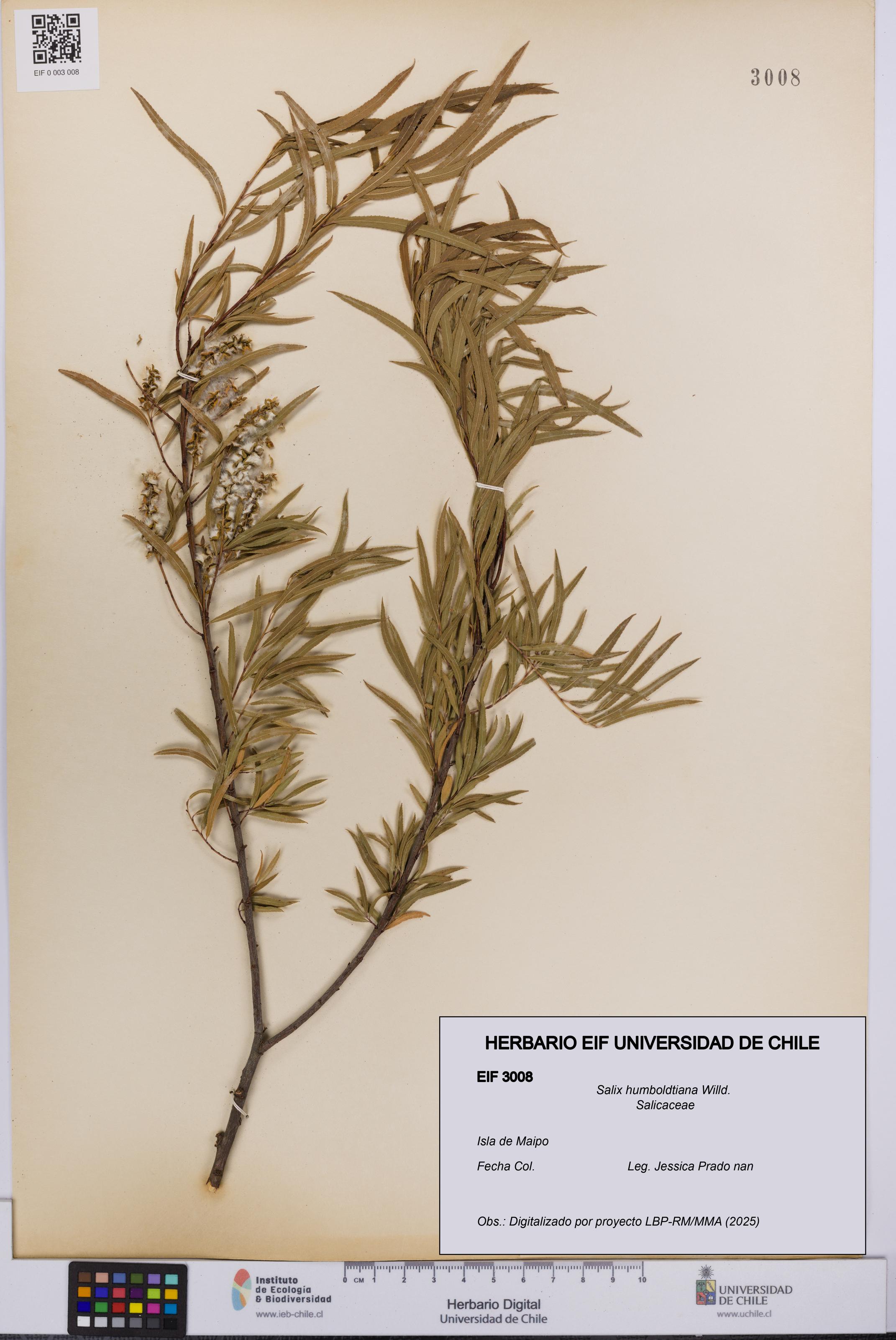 Salix humboldtiana [Espécimen: UCH:EIF:0003008]