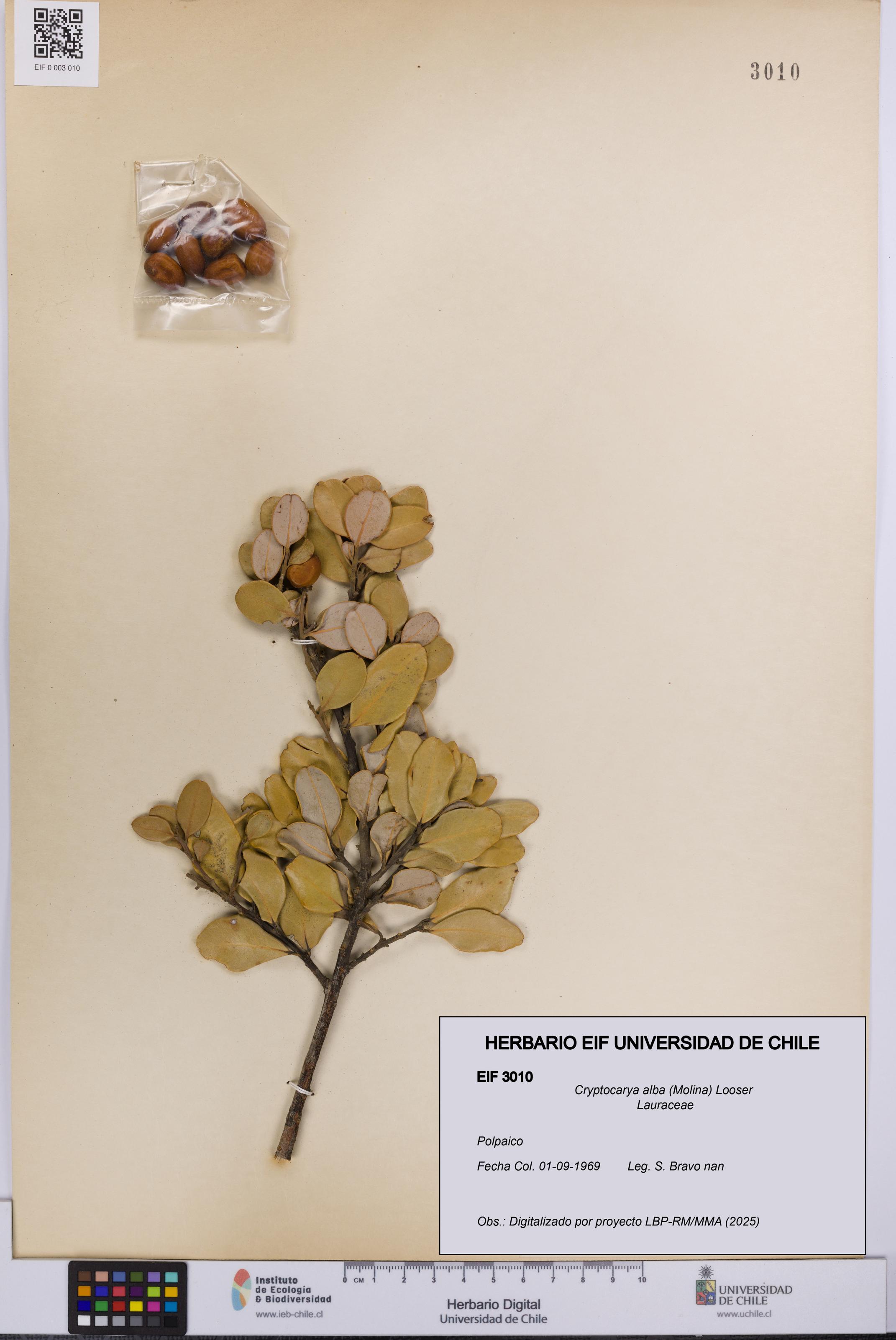 Cryptocarya alba [Espécimen: UCH:EIF:0003010]