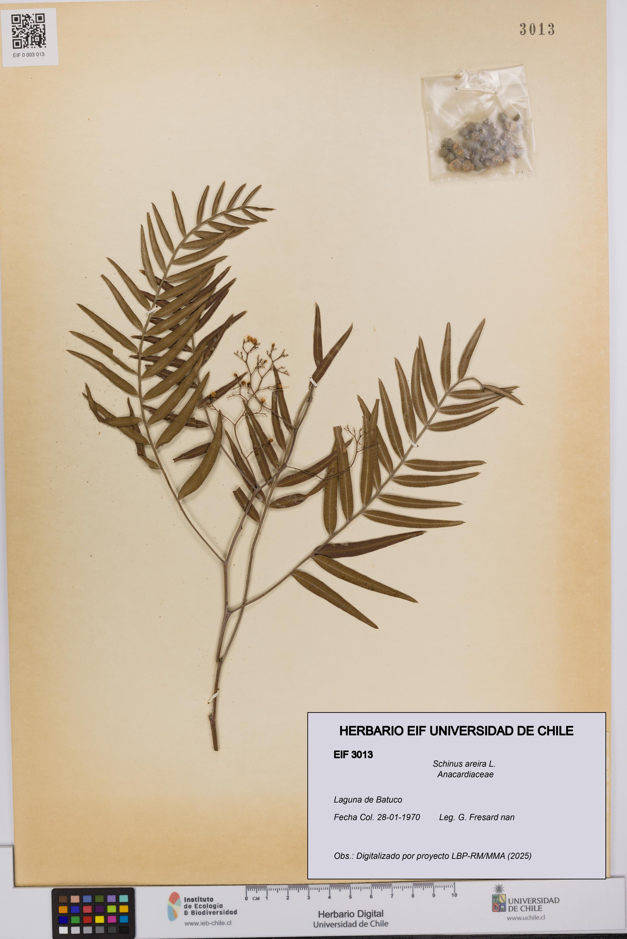 Schinus areira [Espécimen: UCH:EIF:0003013]