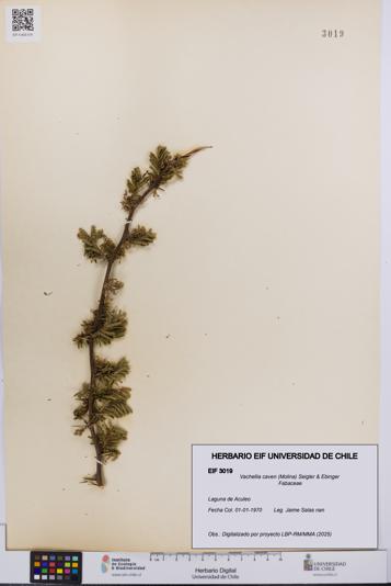Vachellia caven [Espécimen: UCH:EIF:0003019]
