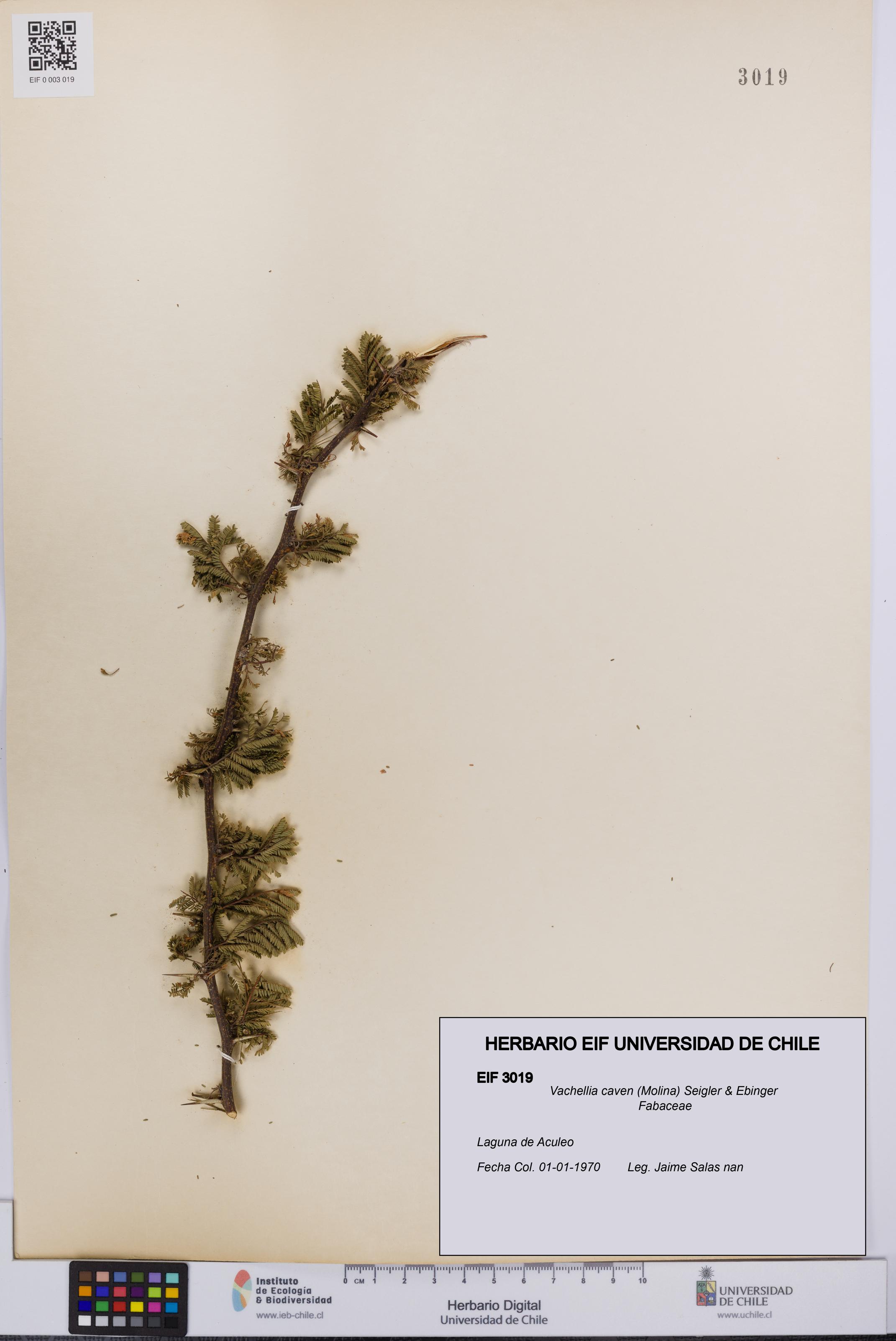 Vachellia caven [Espécimen: UCH:EIF:0003019]