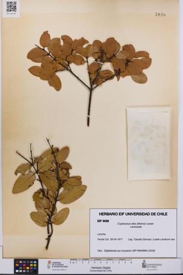 Cryptocarya alba [Espécimen: UCH:EIF:0003026]