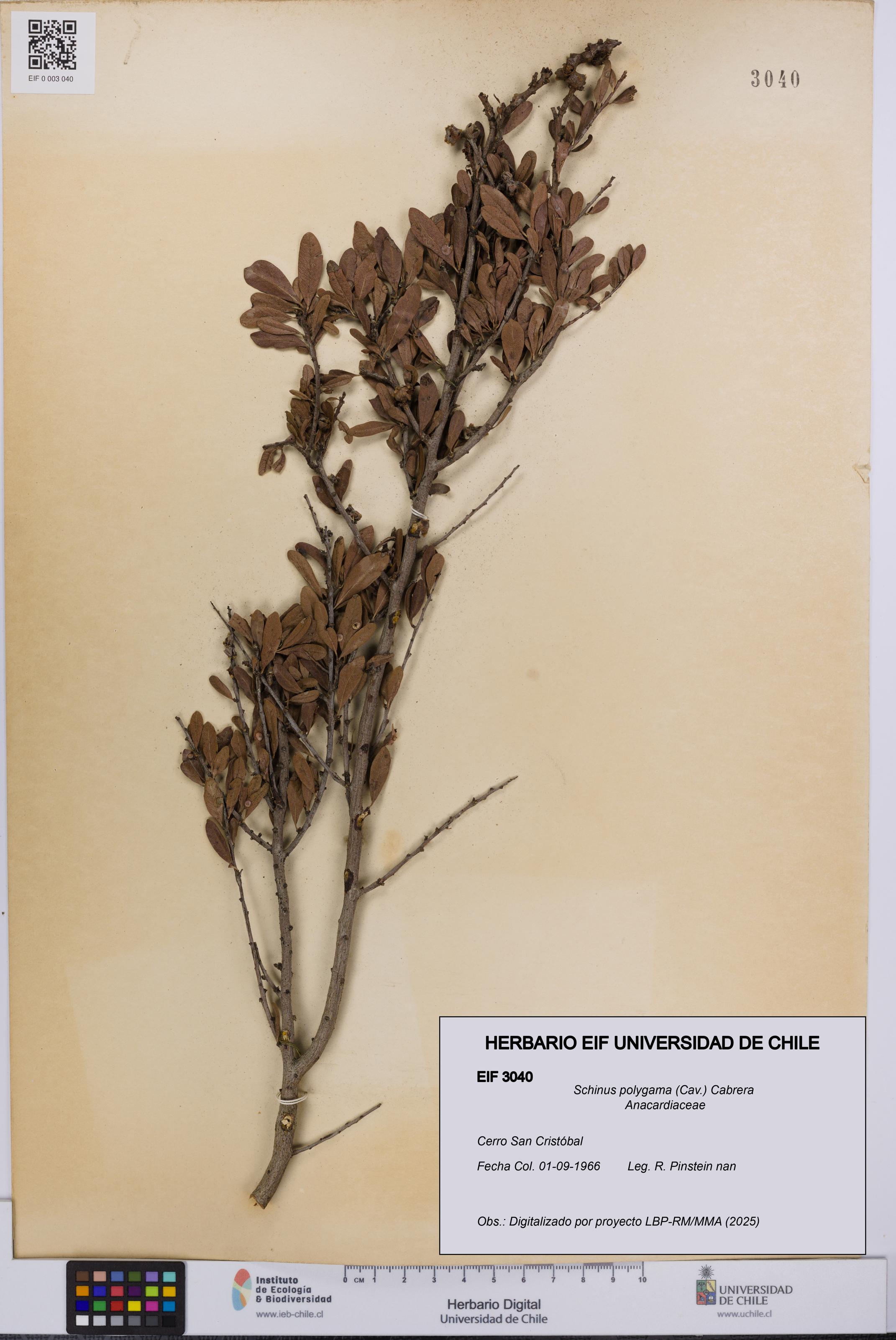 Schinus polygama [Espécimen: UCH:EIF:0003040]