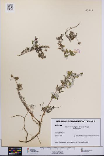 Cissarobryon elegans [Espécimen: UCH:EIF:0003049]