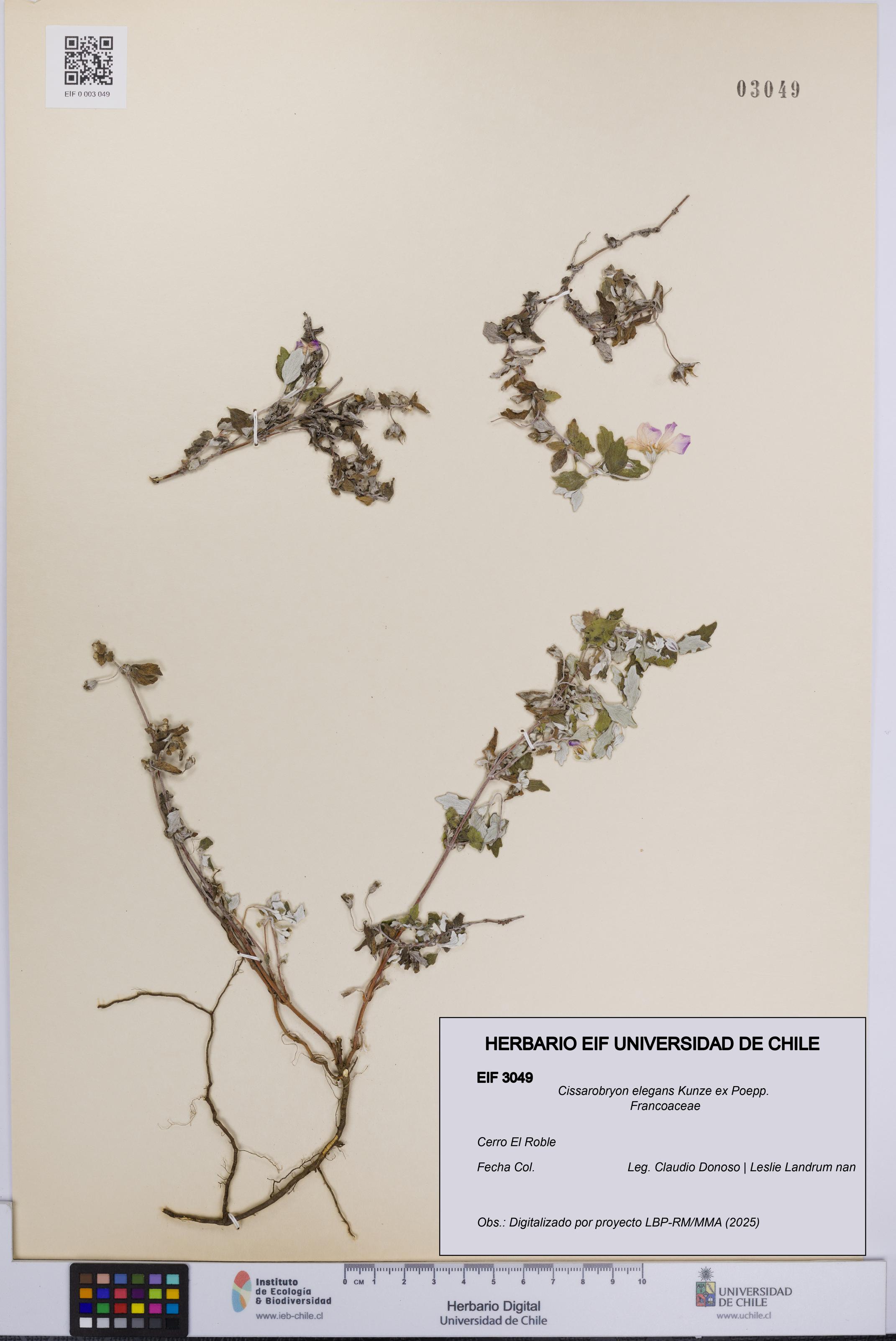 Cissarobryon elegans [Espécimen: UCH:EIF:0003049]