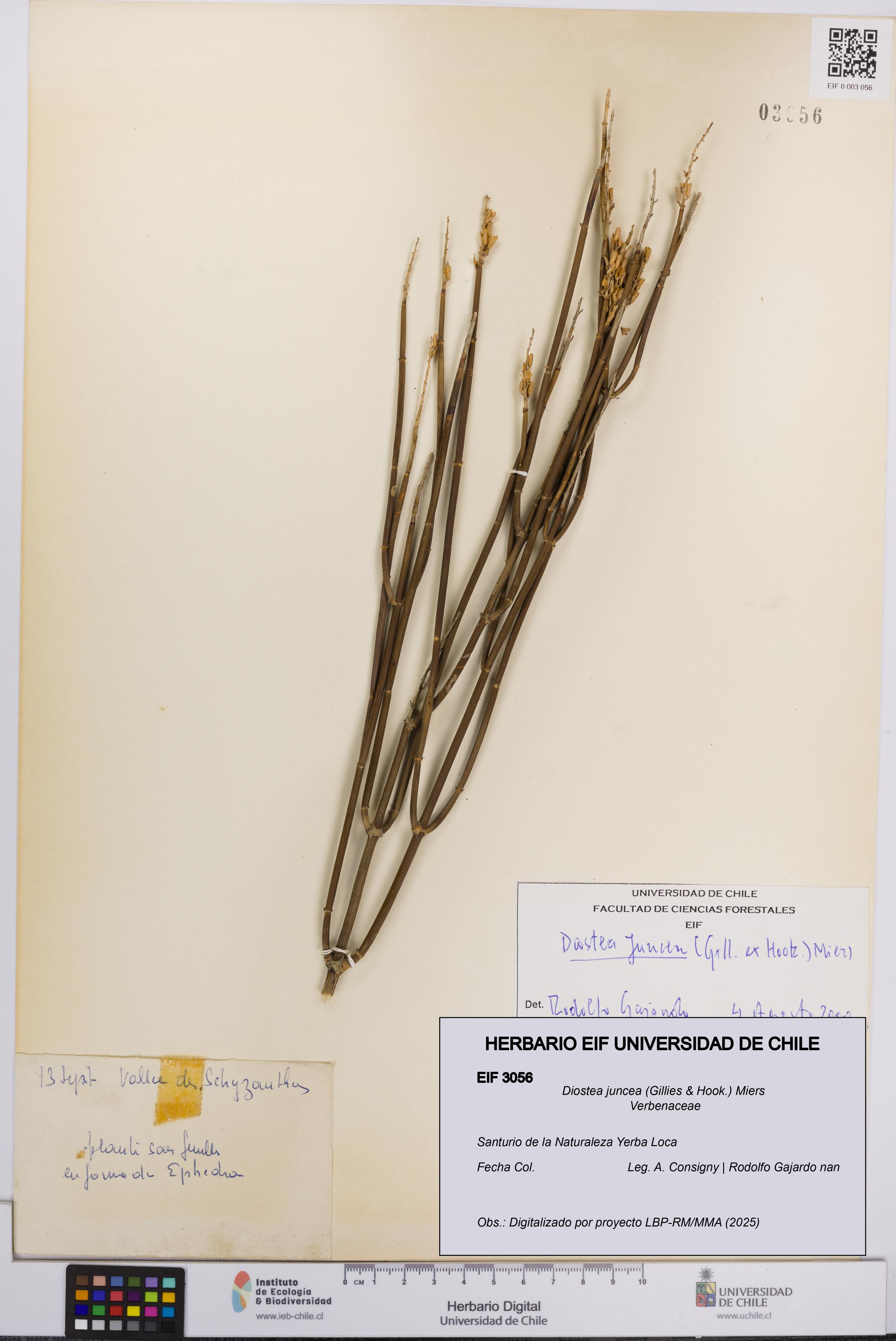 Diostea juncea [Espécimen: UCH:EIF:0003056]