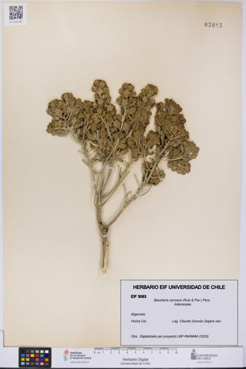Baccharis concava [Espécimen: UCH:EIF:0003083]