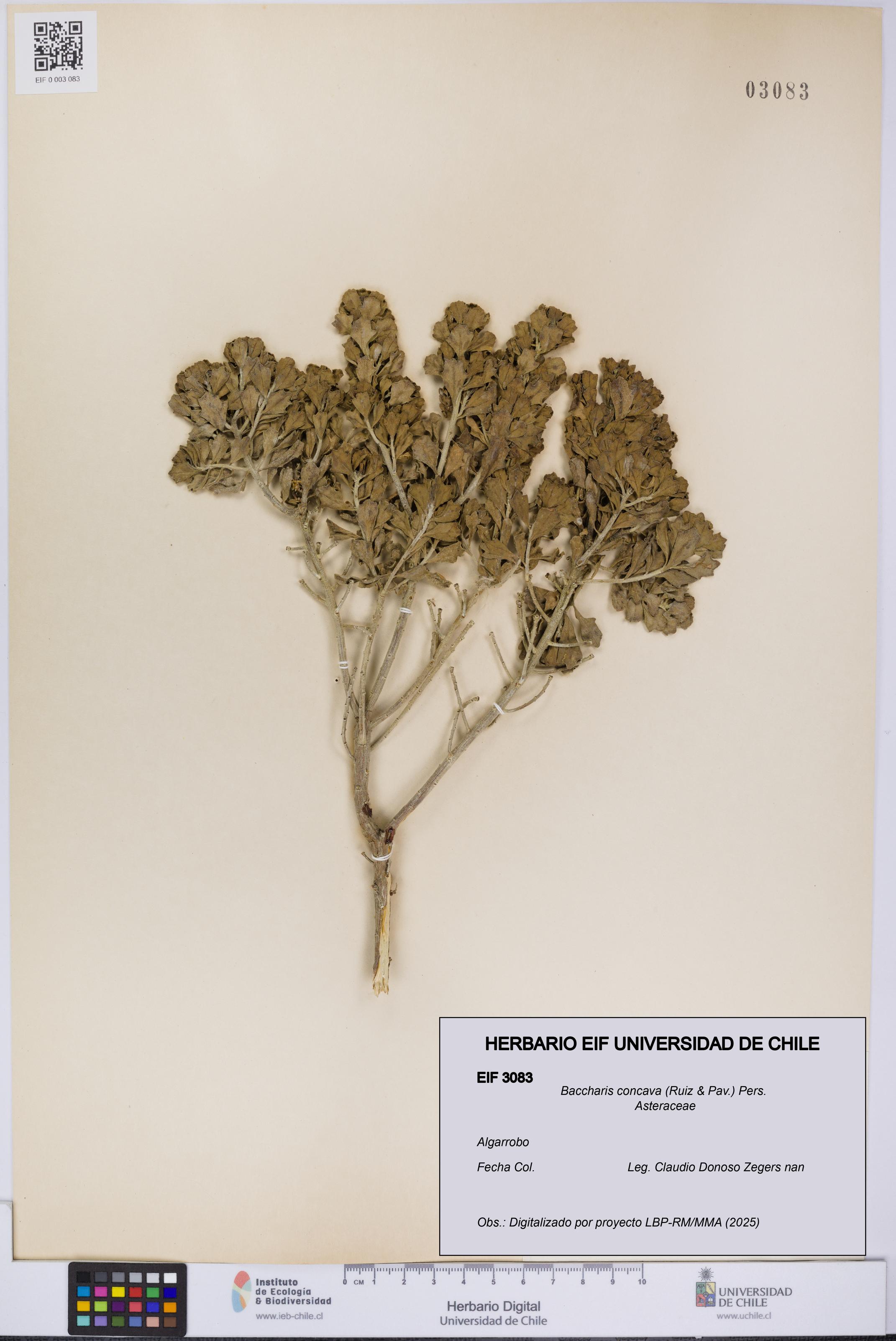 Baccharis concava [Espécimen: UCH:EIF:0003083]