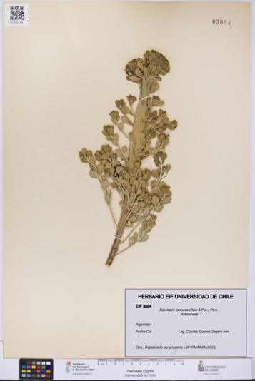 Baccharis concava [Espécimen: UCH:EIF:0003084]