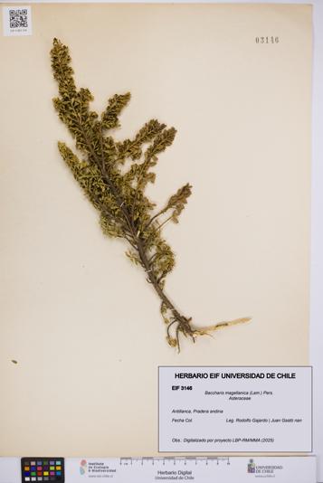 Baccharis magellanica [Espécimen: UCH:EIF:0003146]