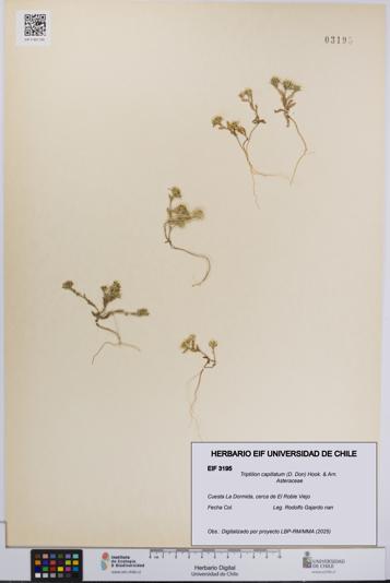 Triptilion capillatum [Espécimen: UCH:EIF:0003195]