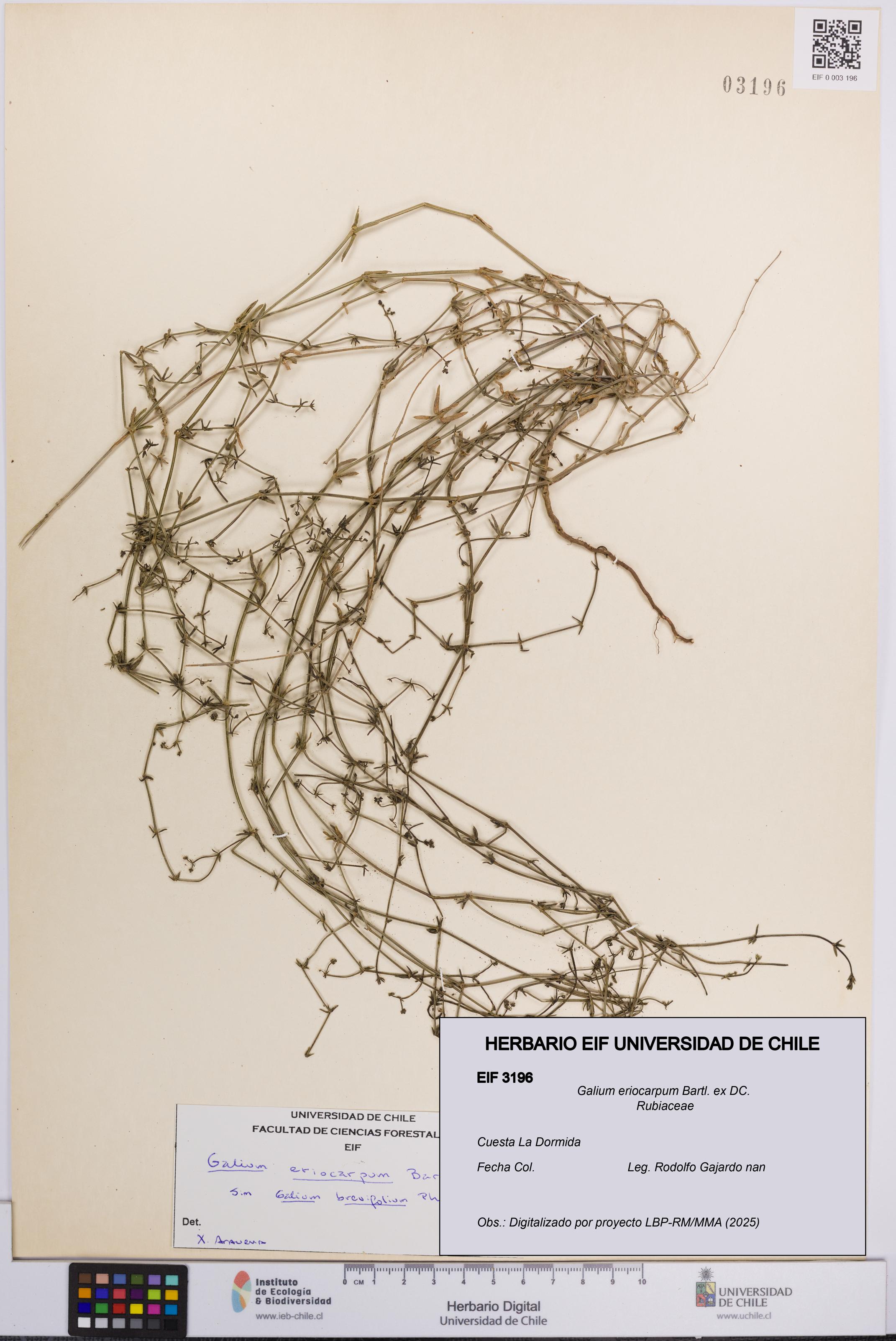 Galium eriocarpum [Espécimen: UCH:EIF:0003196]