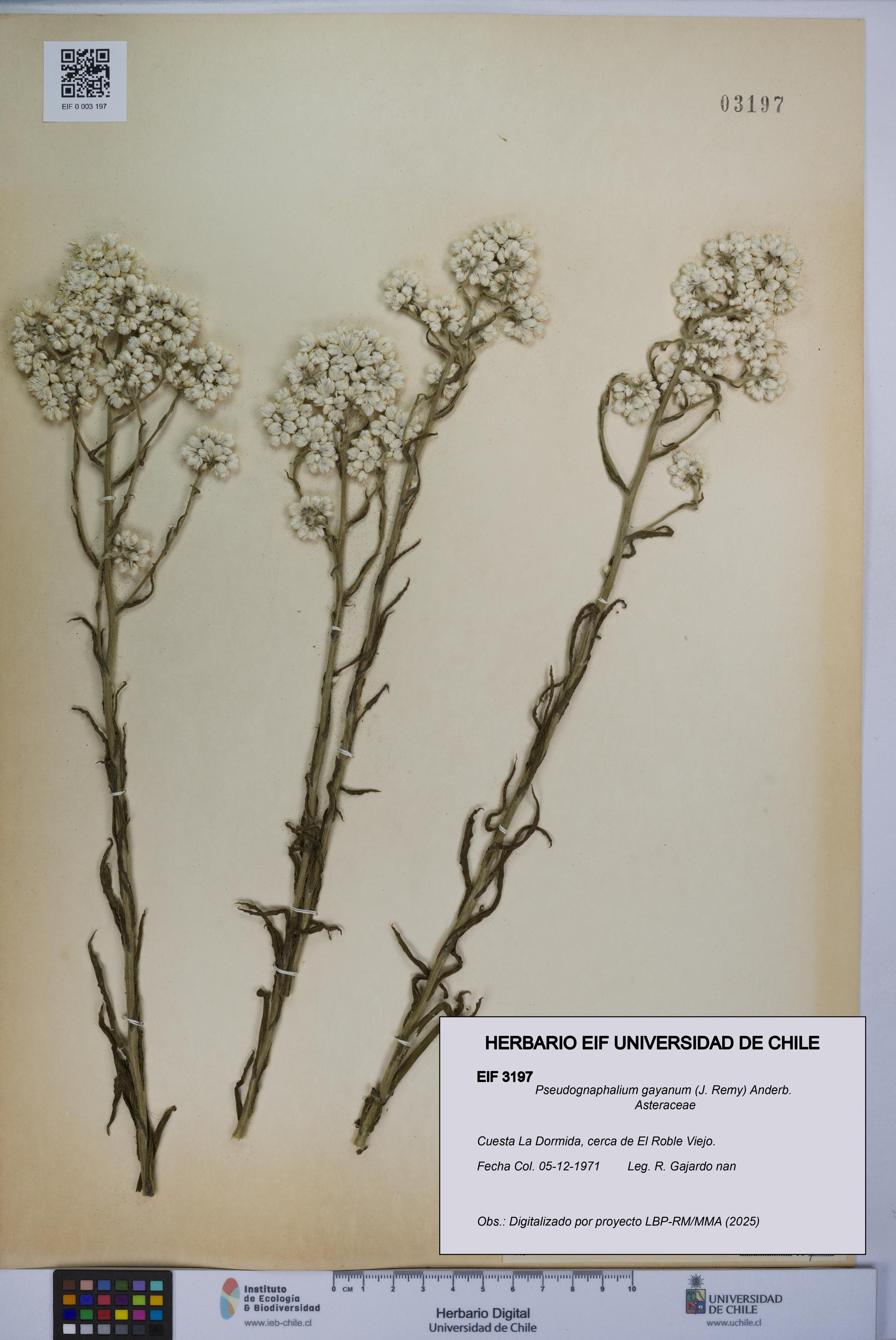 Pseudognaphalium gayanum [Espécimen: UCH:EIF:0003197]