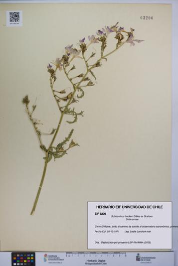 Schizanthus hookeri [Espécimen: UCH:EIF:0003200]