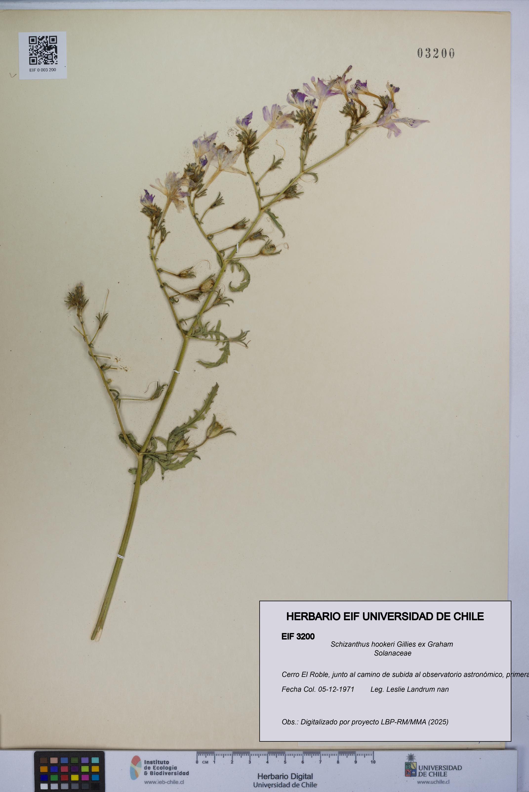 Schizanthus hookeri [Espécimen: UCH:EIF:0003200]