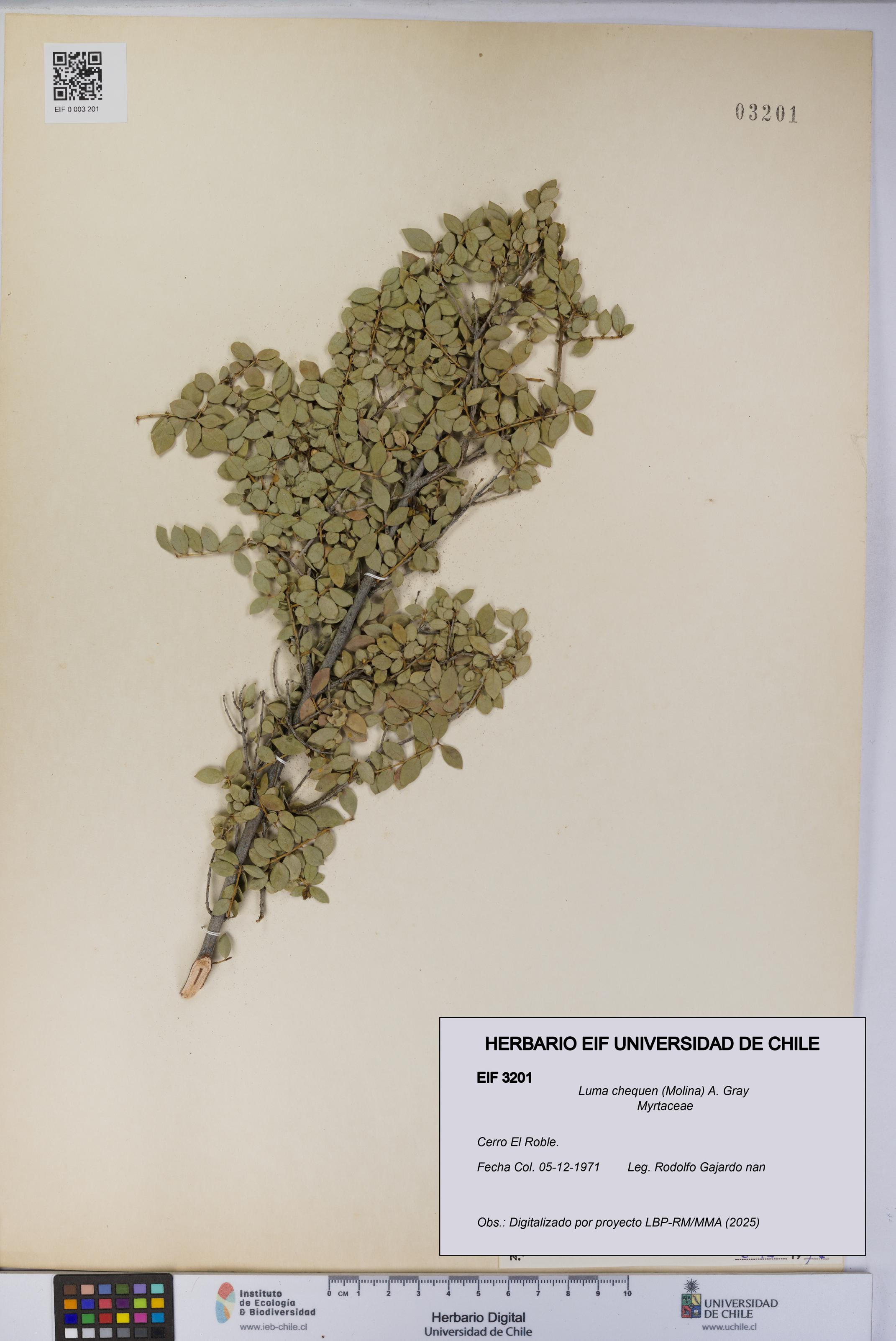 Luma chequen [Espécimen: UCH:EIF:0003201]